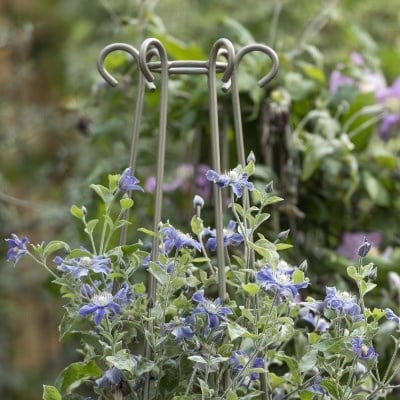 Plant support & protection